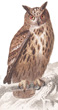 Dictionnaire Universel d'Histoire Naturelle birds